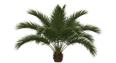 Isolated Pindo Palm Curved Fronds White Transparent Background PNG Butia Capitata Jelly Palm Cutout Plant
