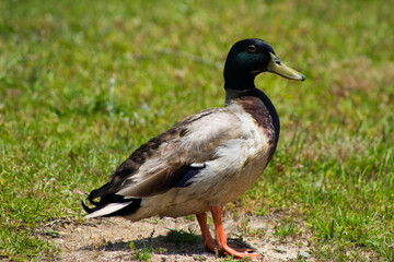 female mallard duck on the grass
