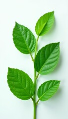 Fototapeta premium Close-up of four vibrant mint leaves on a clean white backdrop , culinary, natural