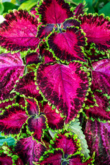Deep pink coleus leaves thrive in a vibrant garden. The rich color adds a striking element to the surrounding greenery.