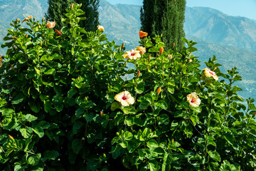 Green plants featuring hibiscus flowers stand out against a mountain backdrop. This scenic view...