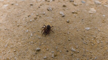 araignée isolée sur sable 