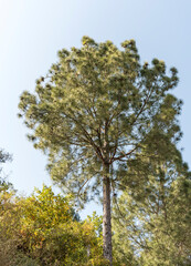 A tall Himalayan tree of chir pine stands majestically in its natural habitat. Its impressive height and stature contribute to the surrounding scenery.