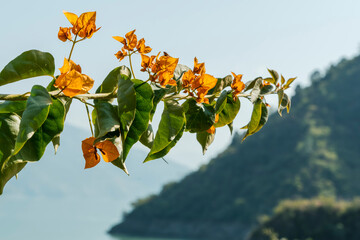 A big stalk of bougainvillea boasts large leaves and orange flowers, set against a mountain backdrop. This scene highlights the harmony of nature.
