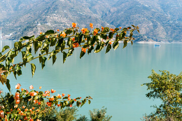 Two stalks of bougainvillea plant with vibrant orange flowers rise above the lake. This striking view captures the essence of nature's beauty.