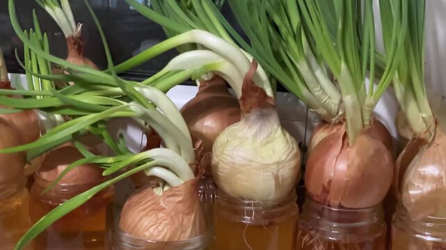 Sprouted onion bulbs in small jars with water on windowsill