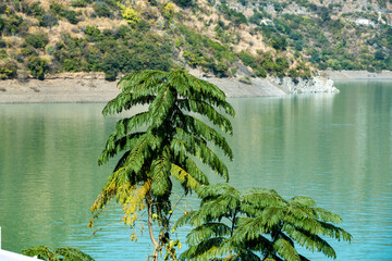 A green tree plant stands proudly at the lakeside, contributing to the natural landscape. Its presence enhances the tranquil atmosphere of the area.