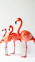 Obraz premium Collection of vibrant flamingoes standing gracefully in a row on a white backdrop, flock, nature