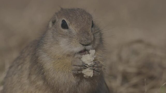Funny fluffy gopher eat bread, little ground squirrel or little suslik, Spermophilus pygmaeus is a species of rodent in the family Sciuridae. Slow motion video ProRes 422, ungraded C-LOG 10 bit color