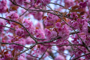 pink cherry blossom in spring
