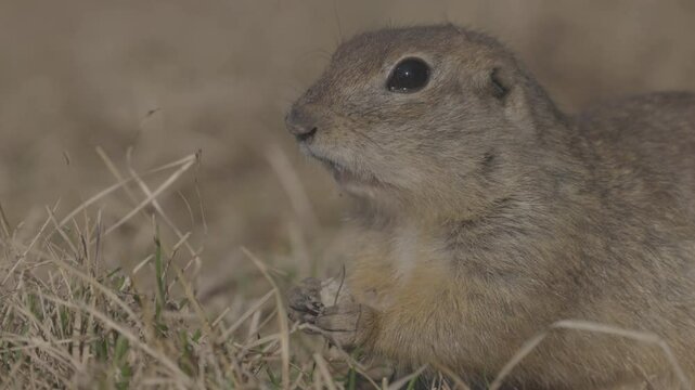 Funny gopher eating fresh grass, little ground squirrel or little suslik, Spermophilus pygmaeus from the family Sciuridae. Suslik in wildlife. Slow motion video ProRes 422, ungraded C-LOG 10 bit
