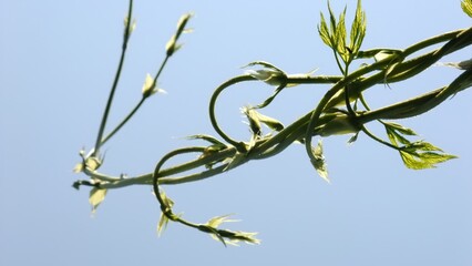 Fresh hop plant tendrils and leaves stretching against a clear blue sky, showing natural growth and organic shapes in spring sunlight