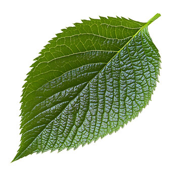 Closeup of branch of fresh green elm-tree leaves isolated on white or transparent background