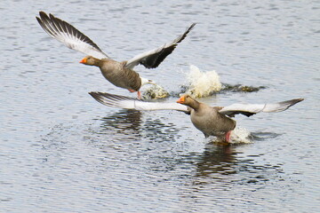 Graugänse  bei der Landung im Frühjahr	
