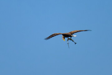 Adulter Seeadler bei der Jagd mit erbeuteten Hornhecht an der Ostsee