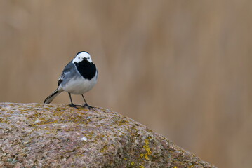 Bachstelze an der Ostsee im Frühjahr	