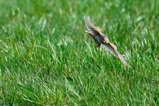 Feldlerche im Flug &uuml;ber eine Wiese w&auml;hrend der Balz	