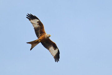 Rotmilan (Milvus milvus) bei der Jagd	