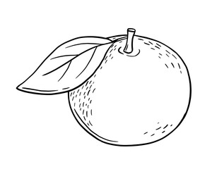 Hand drawn sketch of tangerine fruit. Vector isolated illustration. Engraved style drawing.