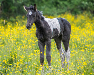 Young foal exploring a vibrant wildflower field in springtime sunlight