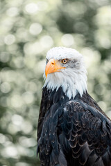 portrait of a bald eagle