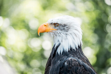 portrait of a bald eagle