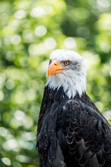 portrait of a bald eagle