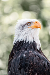 bald eagle bird of prey portrait pretty close up animal avian 