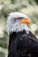 bald eagle bird of prey portrait pretty close up animal avian 