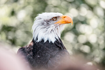 bald eagle bird of prey portrait pretty close up animal avian 