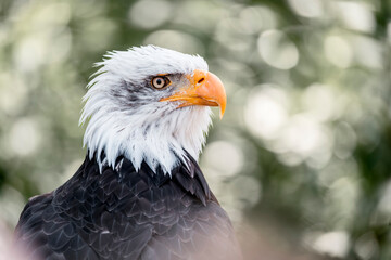 bald eagle bird of prey portrait pretty close up animal avian 