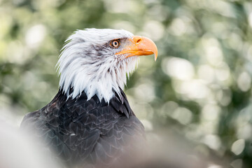 bald eagle bird of prey portrait pretty close up animal avian 