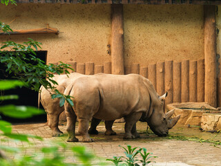 Rhinoceros is a mammal of Chiroptera rhinoceros, with an evolutionary history of about 25 million years ago. It is a vegetarian animal.