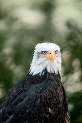 bald eagle bird of prey portrait pretty close up animal avian 