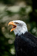 bald eagle bird of prey portrait pretty close up animal avian 