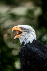 bald eagle bird of prey portrait pretty close up animal avian 