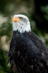 Obraz premium bald eagle bird of prey portrait pretty close up animal avian 