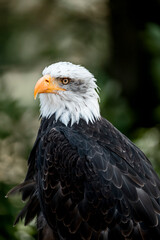Fototapeta premium bald eagle bird of prey portrait pretty close up animal avian 