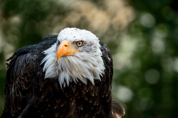 Obraz premium bald eagle bird of prey portrait pretty close up animal avian 