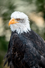bald eagle bird of prey portrait pretty close up animal avian 