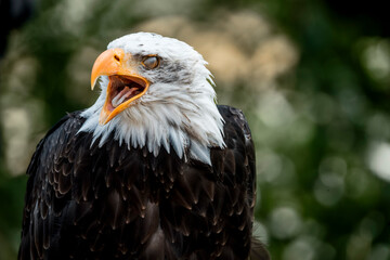 bald eagle bird of prey portrait pretty close up animal avian 