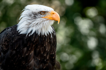 bald eagle bird of prey portrait pretty close up animal avian 