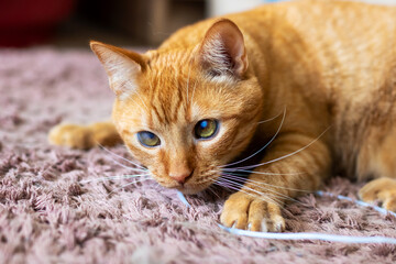 A detailed closeup image of an orange cat peacefully laying on a carpet