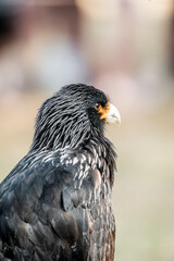 bird of prey portrait in a show