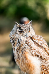 Eurasian eagle-owl bird of prey