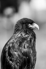 bird of prey portrait in a show
