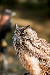 Eurasian eagle-owl bird of prey