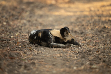 African wild dog lies in shady clearing