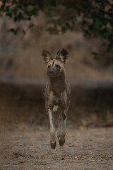 African wild dog crossing sand to camera