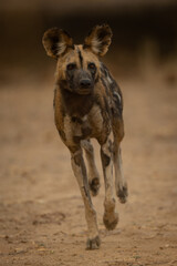 African wild dog leans while crossing sand